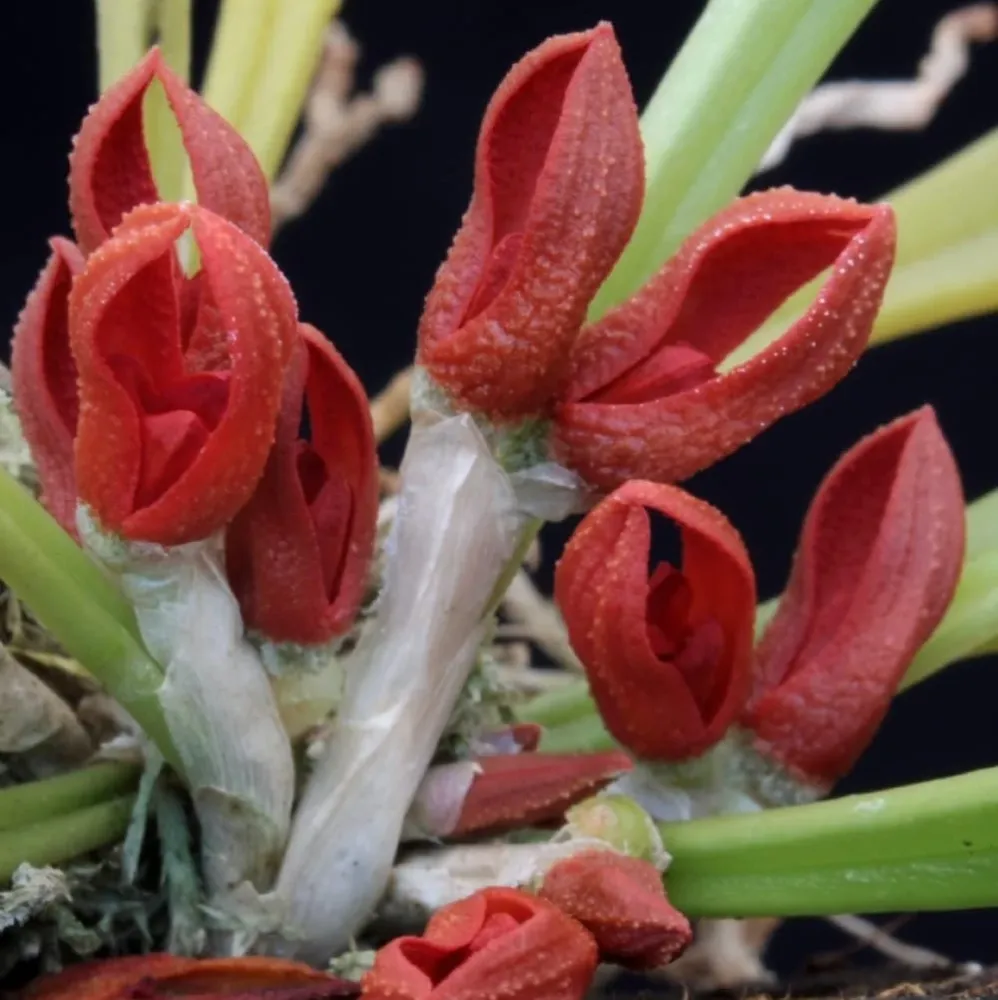 Pleurothallis tribuloides