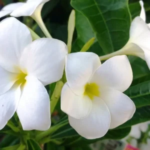 Plumeria Pudica Lanna White