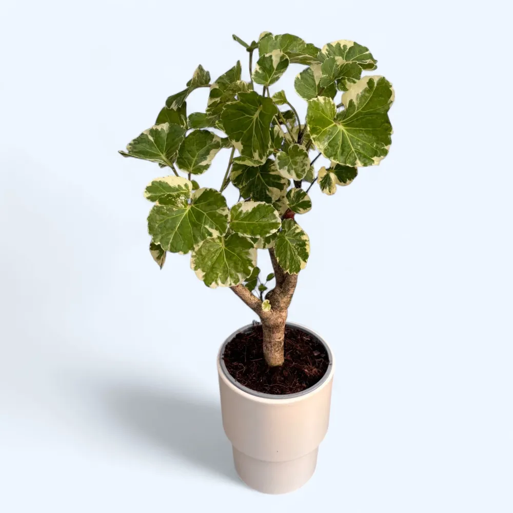 Polyscias scutellaria ‘Balfourii’ (Variegata) bonsai – Planta de interior eleganta, cu frunzis pestrit