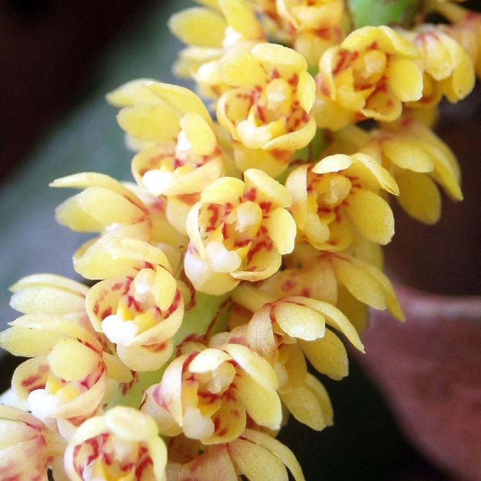 Pomatocalpa spicatum (Pomatocalpa spicata)