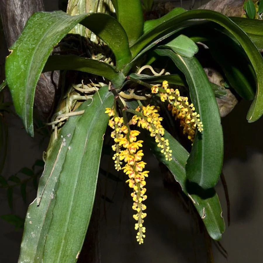 Pomatocalpa spicatum (Pomatocalpa spicata)