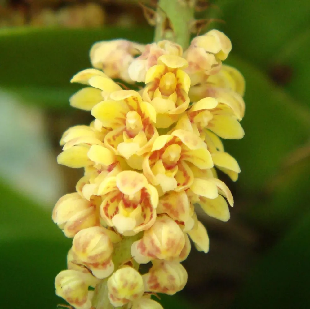 Pomatocalpa spicatum (Pomatocalpa spicata)