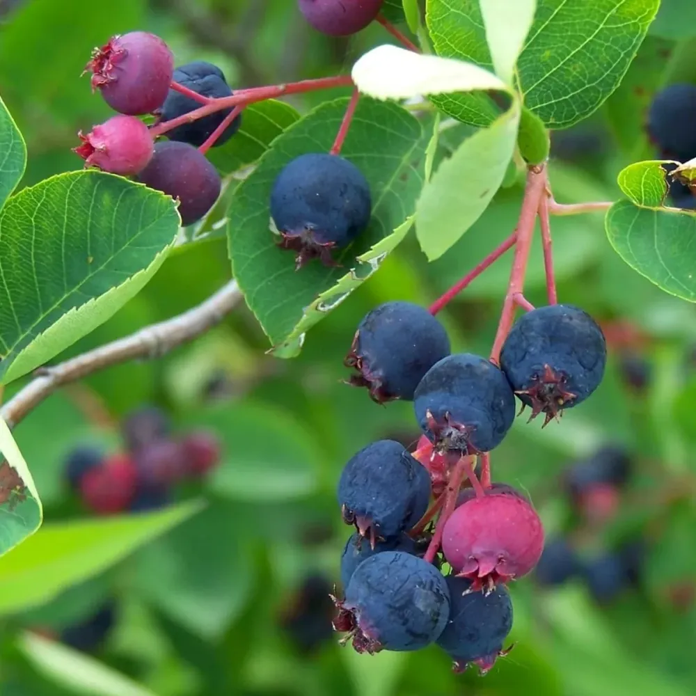 Pomul de stafide - Amelanchier lamarckii - fructe dulci si aromate