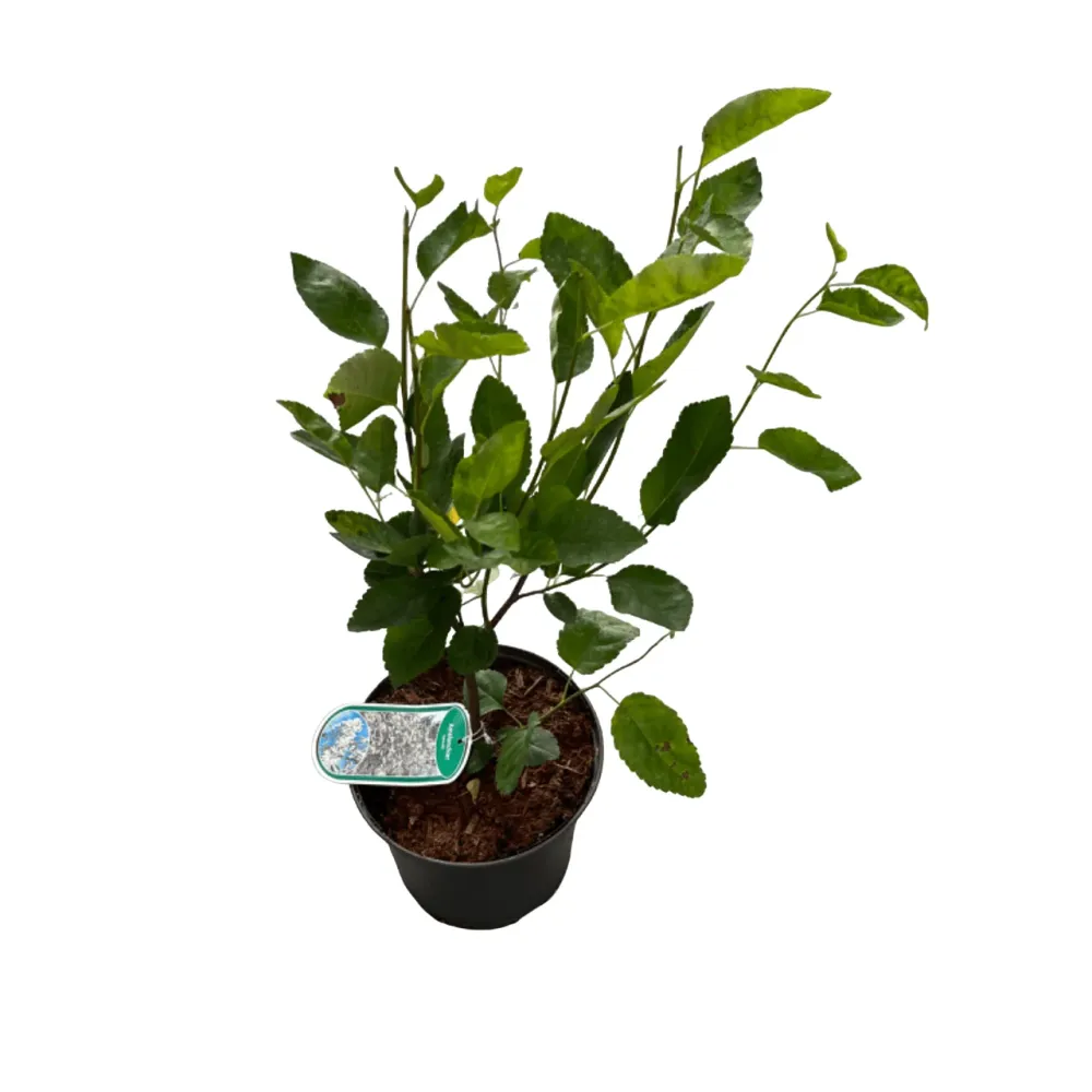 Pomul de stafide - Amelanchier lamarckii - fructe dulci si aromate