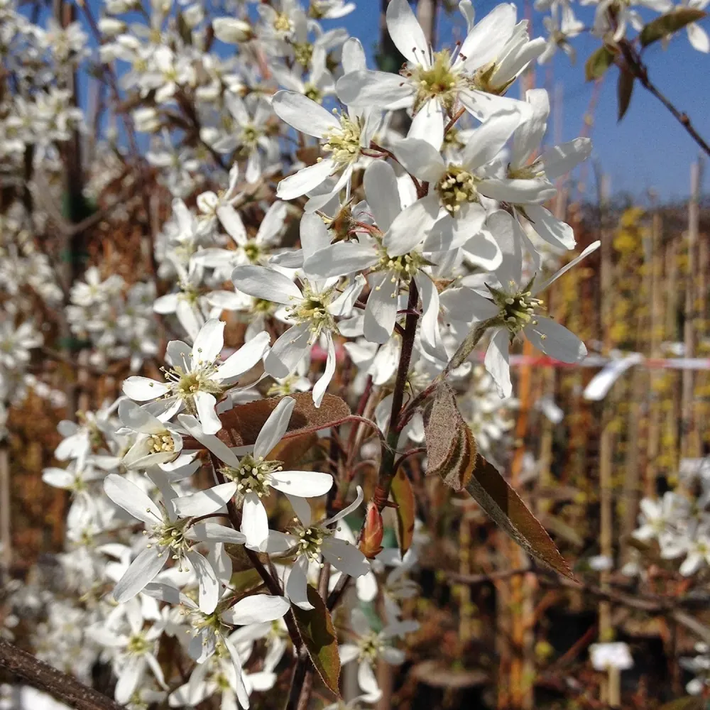Pomul de stafide - Amelanchier lamarckii - fructe dulci si aromate