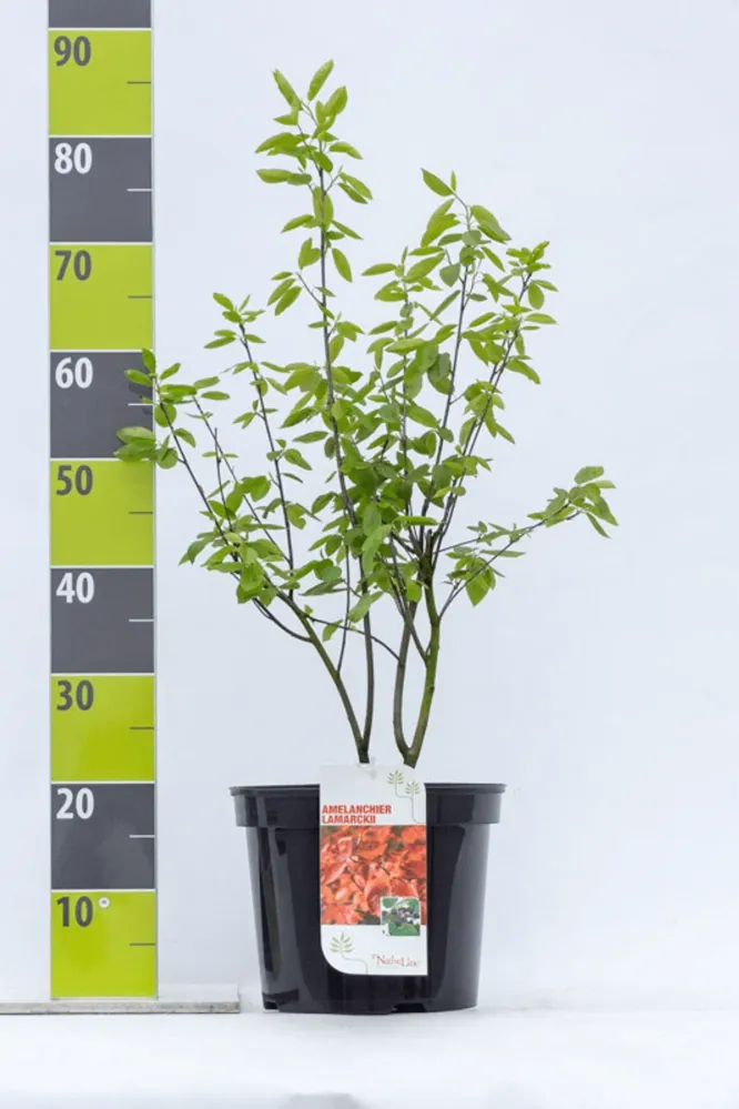 Pomul de stafide - Amelanchier lamarckii - fructe dulci si aromate