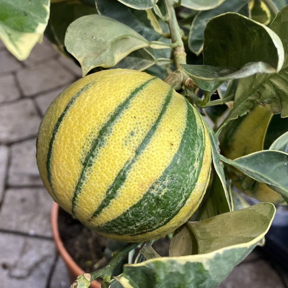 Portocal altoit la ghiveci mare - Citrus Sinesis Arancio variegata