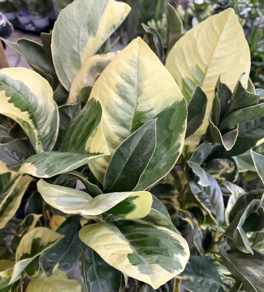 Portocal altoit la ghiveci mare - Citrus Sinesis Arancio variegata