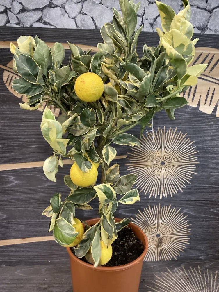 Portocal altoit la ghiveci mare - Citrus Sinesis Arancio variegata