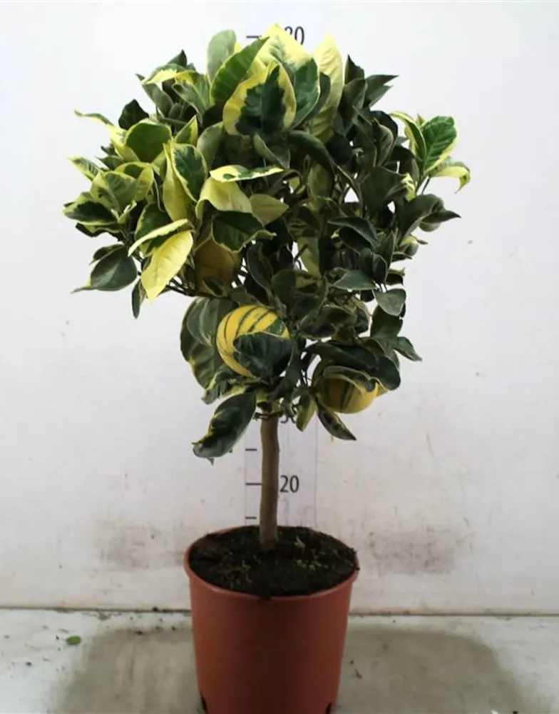 Portocal altoit la ghiveci mare - Citrus Sinesis Arancio variegata