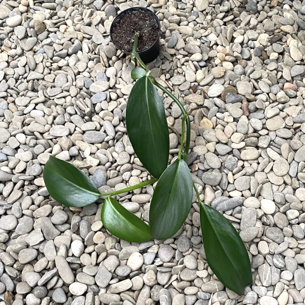 Pothos lancifolius (Pothos Malaysia)