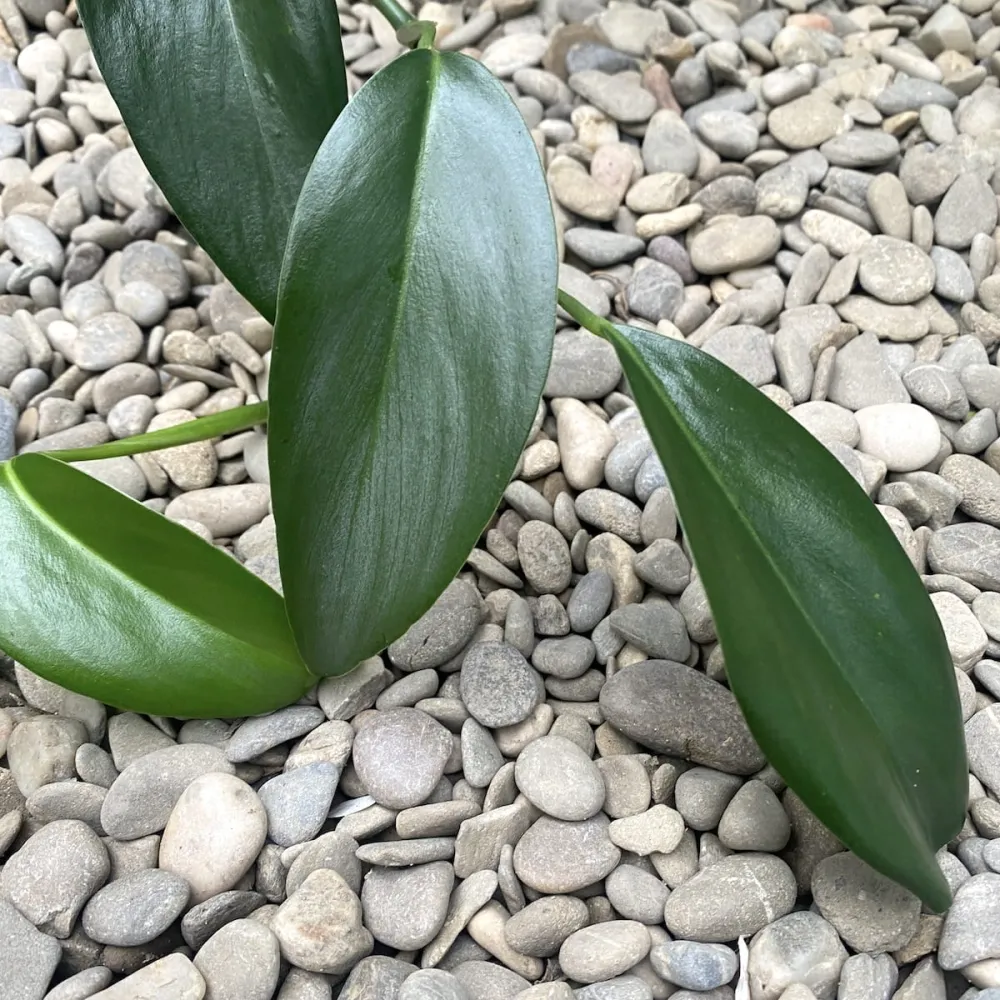Pothos lancifolius (Pothos Malaysia)