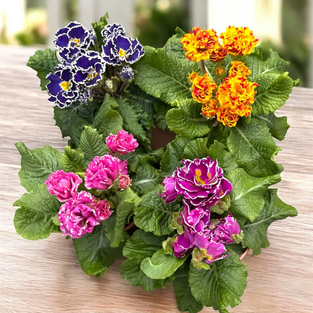 Primula acaulis cu flori duble – explozie de culoare la inceput de primavara