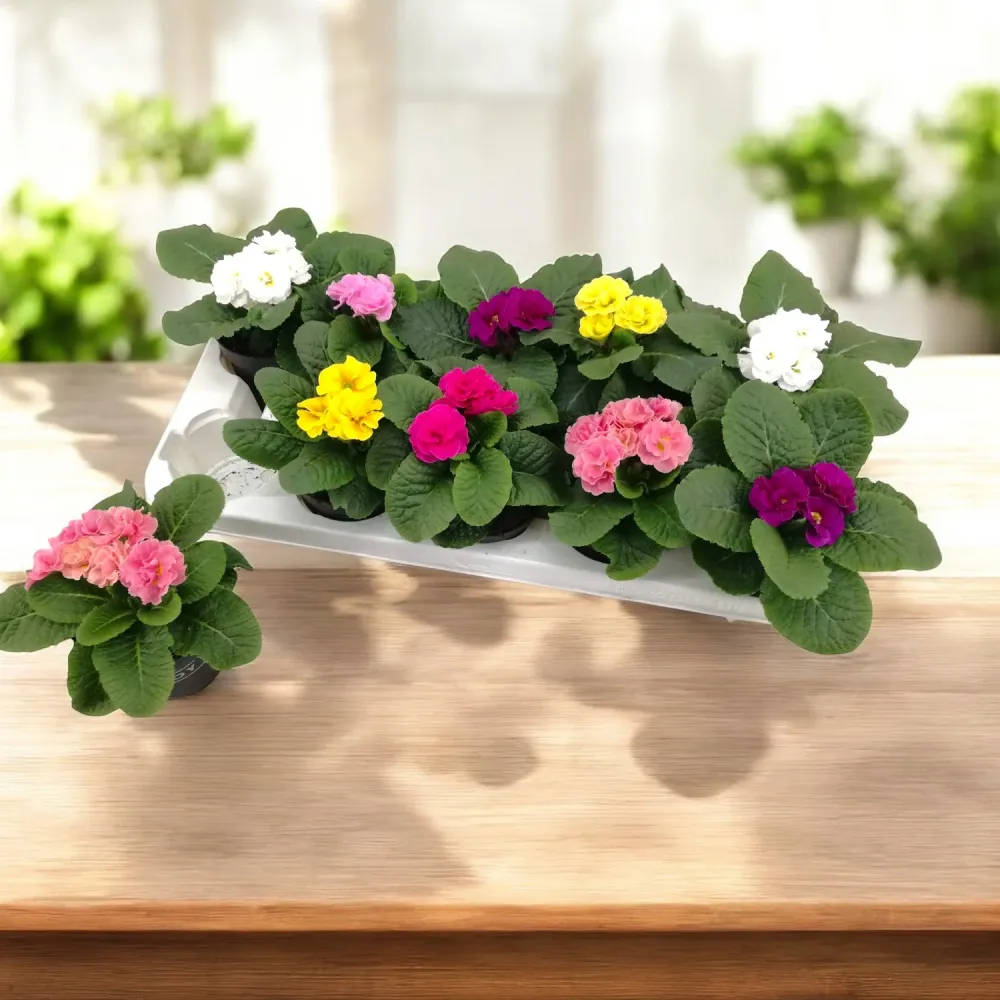 Primula acaulis cu flori duble – explozie de culoare la inceput de primavara