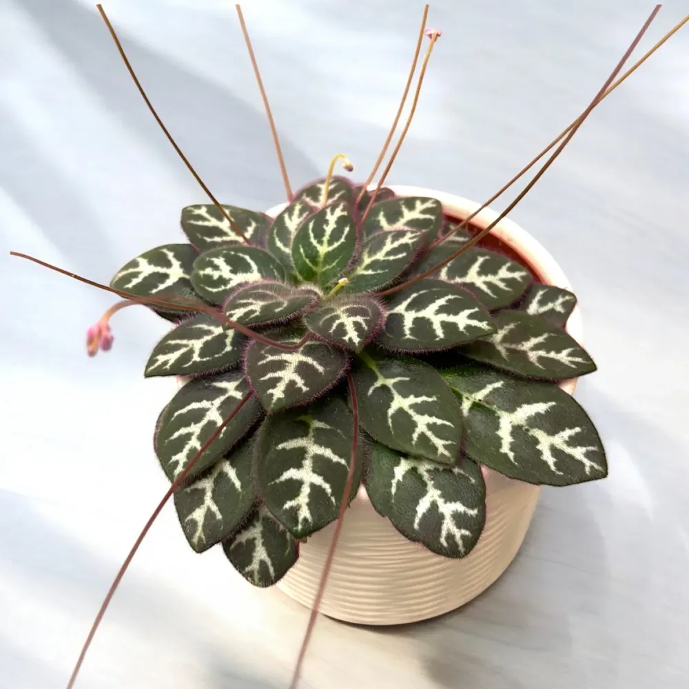 Primulina sinovietnamica ‘Hanoi’