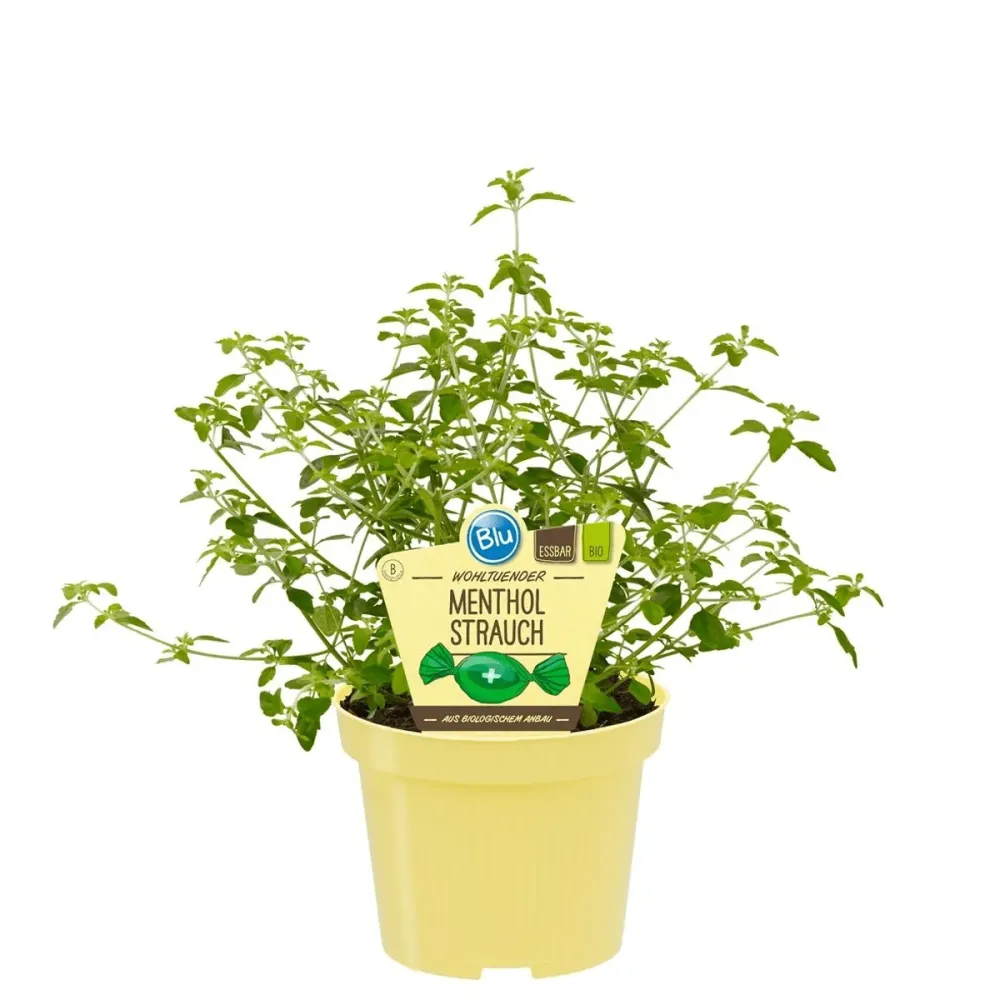 Prostanthera rotundifolia (Menta rotunda, Busuioc Australian) - cultura biologica