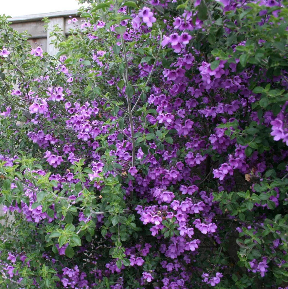 Prostanthera rotundifolia (Menta rotunda, Busuioc Australian) - cultura biologica
