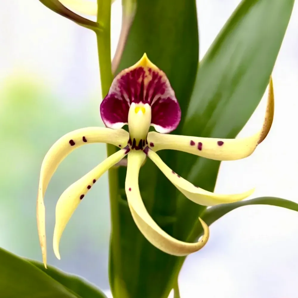 Prosthechea Elfin (Encyclia Elfin) - flori parfumate