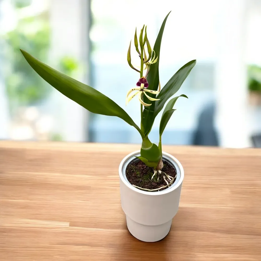 Prosthechea Elfin (Encyclia Elfin) - flori parfumate