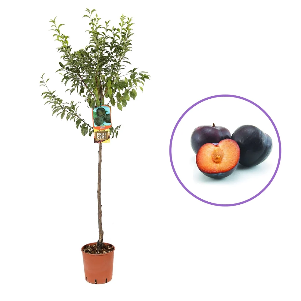 Prun Angeleno (Prunus Domestica), cu fructe dulci negre, 2 pe rod