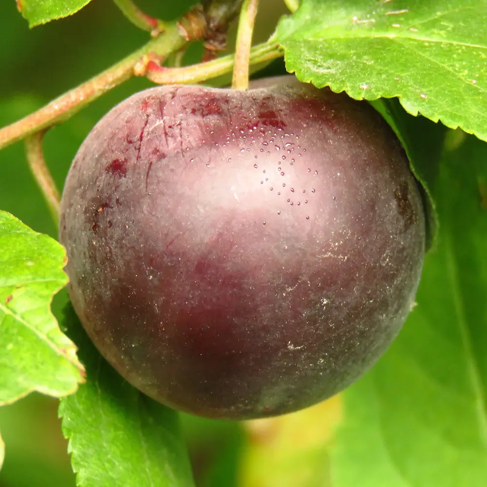 Prun Angeleno (Prunus Domestica), cu fructe dulci negre, 2 pe rod