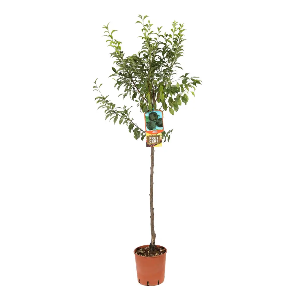 Prun Angeleno (Prunus Domestica), cu fructe dulci negre, 2 pe rod