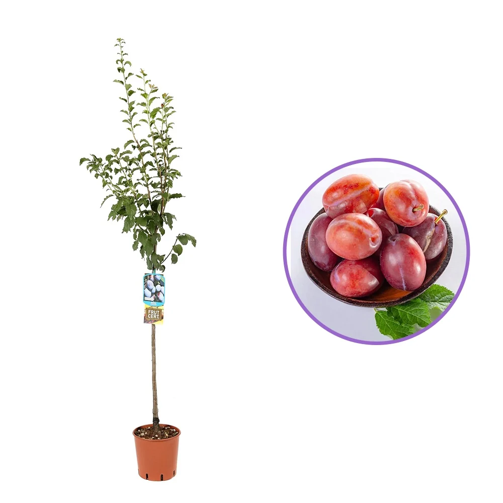 Prun Anna Spaeth (Prunus Domestica), cu fructe dulci rosii-violet, 2 pe rod