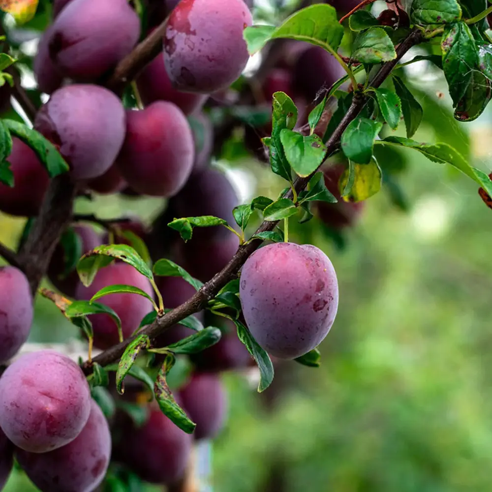 Prun Anna Spaeth (Prunus Domestica), cu fructe dulci rosii-violet, 2 pe rod