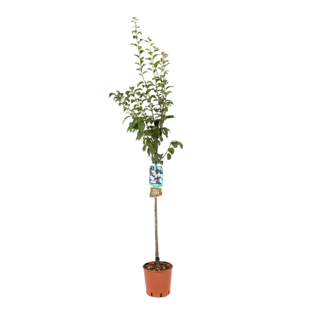 Prun Anna Spaeth (Prunus Domestica), cu fructe dulci rosii-violet, 2 pe rod