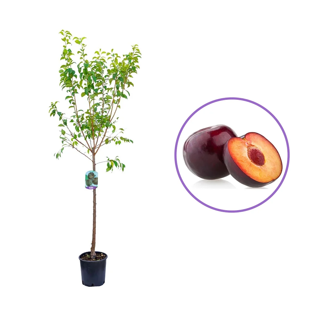 Prun Black Diamond (Prunus Domestica), cu fructe dulci negre-violet, 2 pe rod
