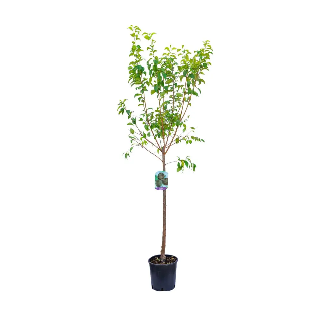 Prun Black Diamond (Prunus Domestica), cu fructe dulci negre-violet, 2 pe rod