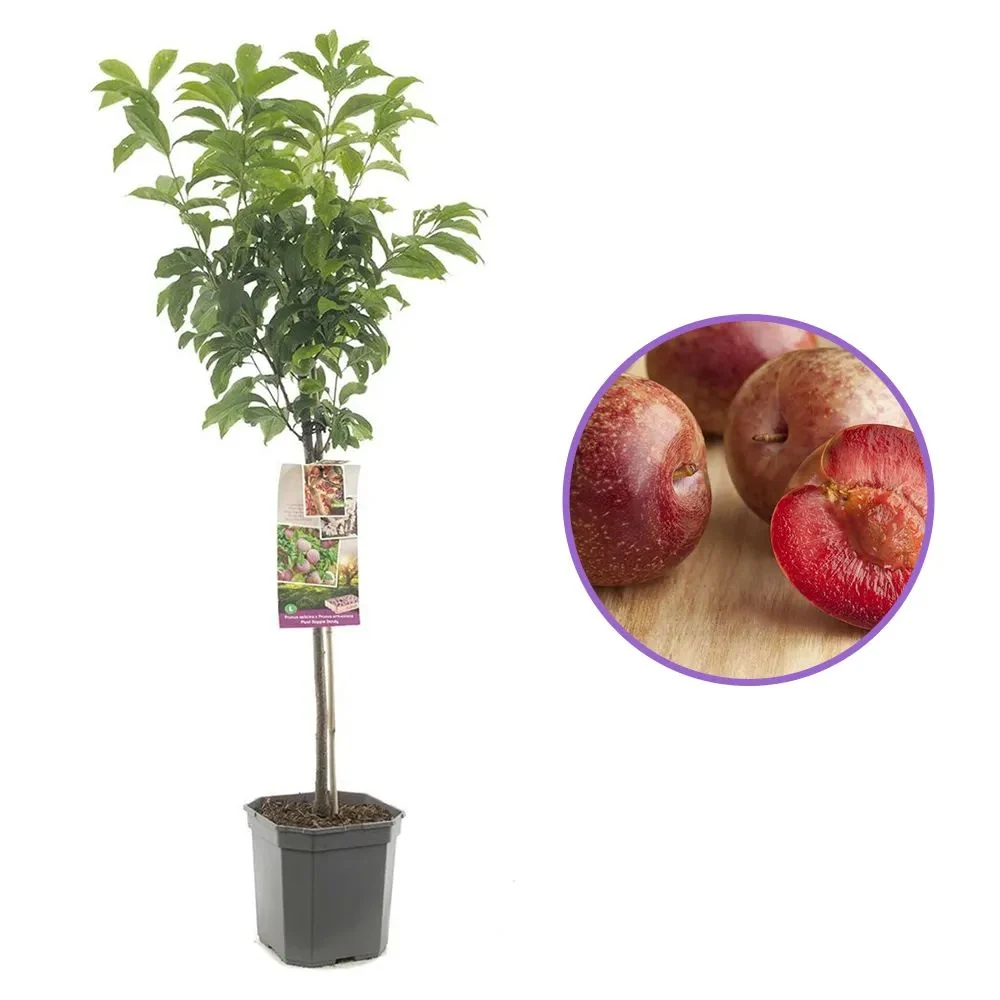 Prun Dapple Dandy (Prunus Domestica), cu fructe dulci-acrisor bicolor, 2 pe rod