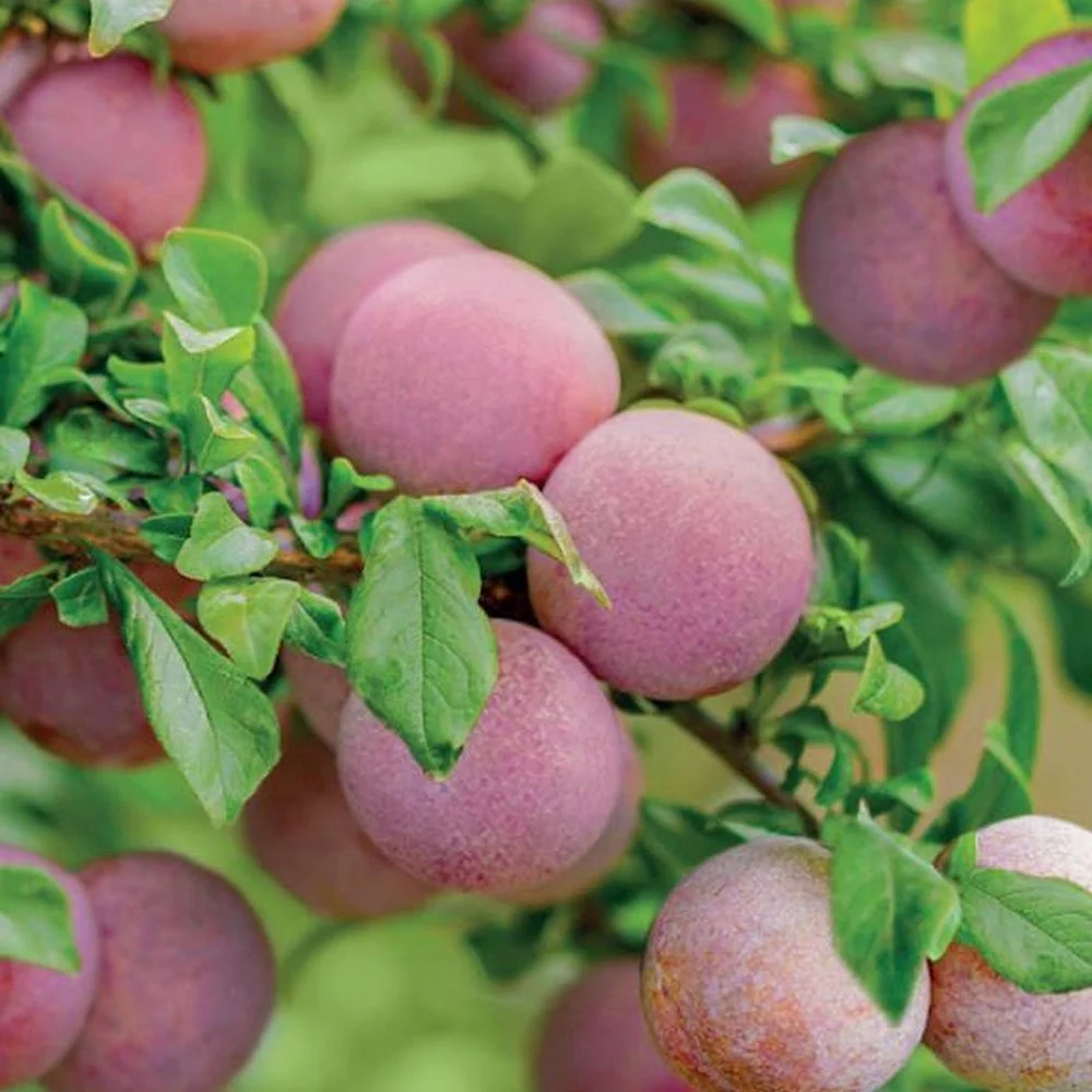 Prun Dapple Dandy (Prunus Domestica), cu fructe dulci-acrisor bicolor, 2 pe rod