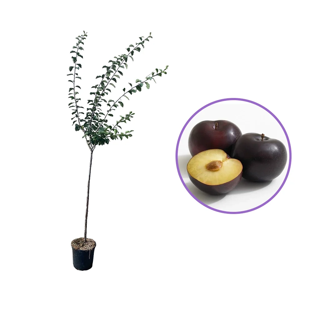 Prun Friar (Prunus Domestica), cu fructe dulci mov-inchis, 2 pe rod