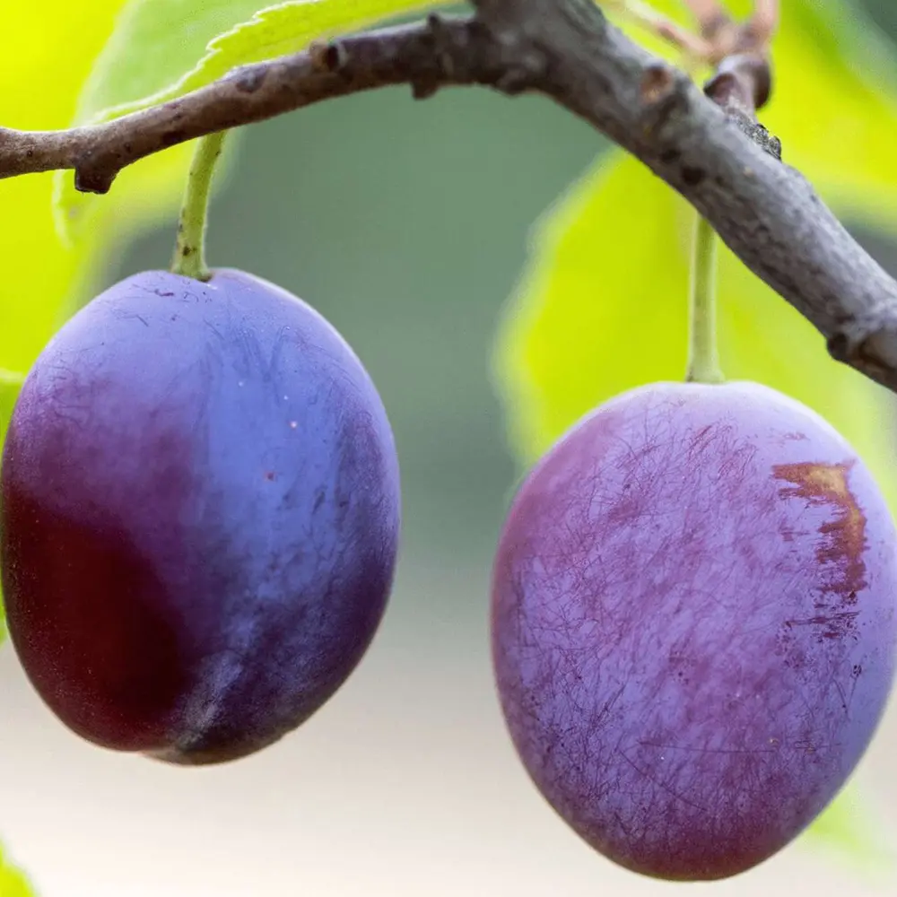 Prun Friar (Prunus Domestica), cu fructe dulci mov-inchis, 2 pe rod