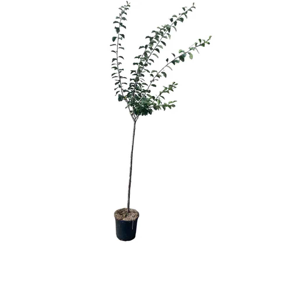 Prun Friar (Prunus Domestica), cu fructe dulci mov-inchis, 2 pe rod