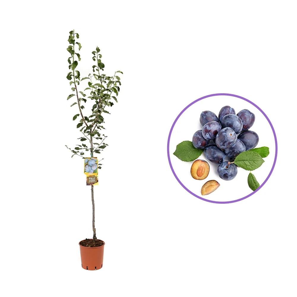 Prun Grossa Di Felisio (Prunus Domestica), cu fructe dulci mov, 2 pe rod