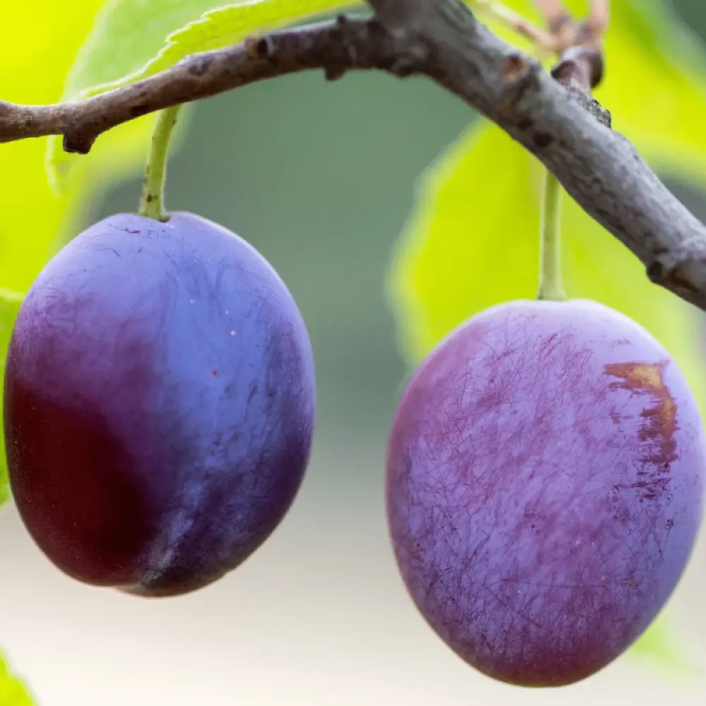 Prun Grossa Di Felisio (Prunus Domestica), cu fructe dulci mov, 2 pe rod