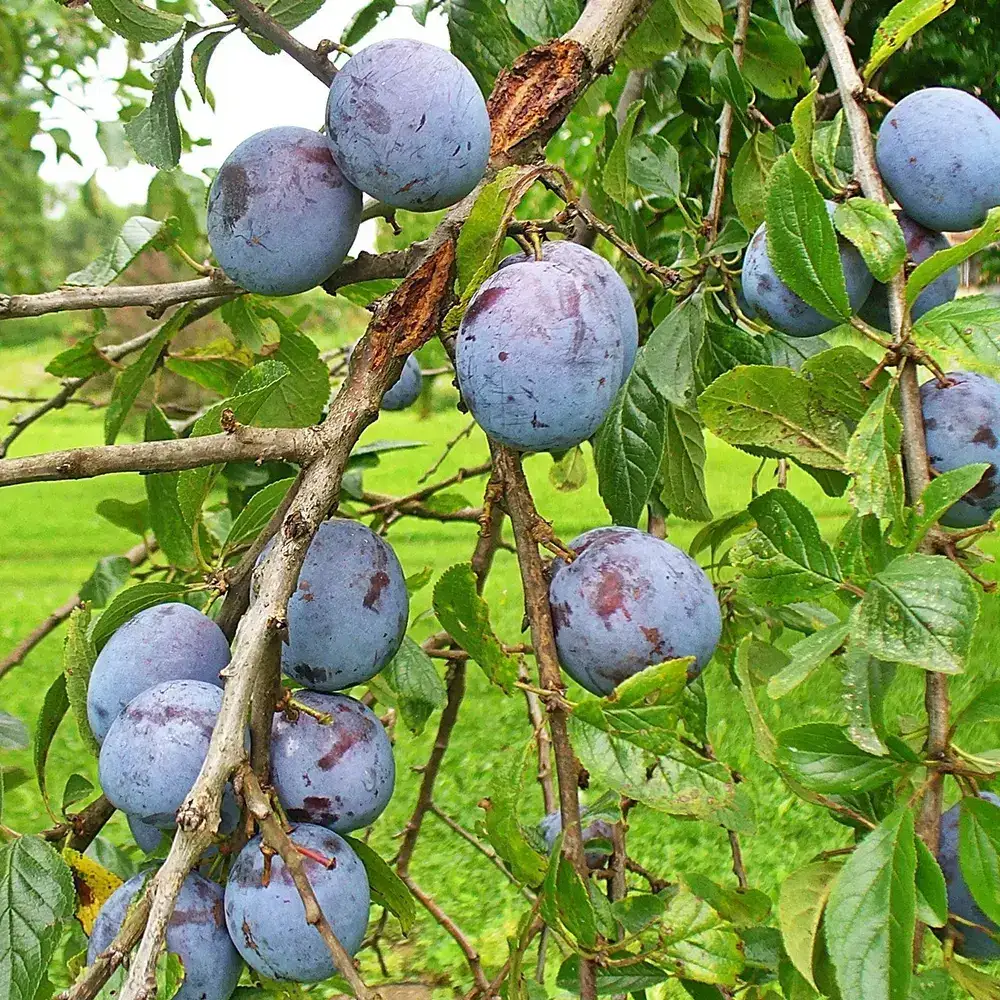 Prun Grossa Di Felisio (Prunus Domestica), cu fructe dulci mov, 2 pe rod