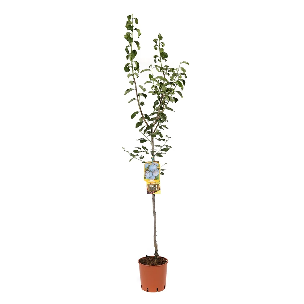 Prun Grossa Di Felisio (Prunus Domestica), cu fructe dulci mov, 2 pe rod