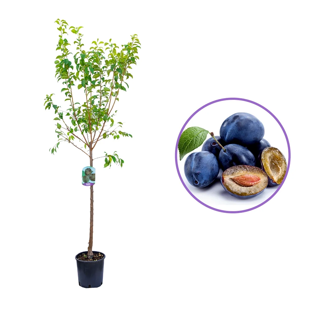 Prun Obilnaja (Prunus Domestica), cu fructe dulci mov-violet, 2 pe rod
