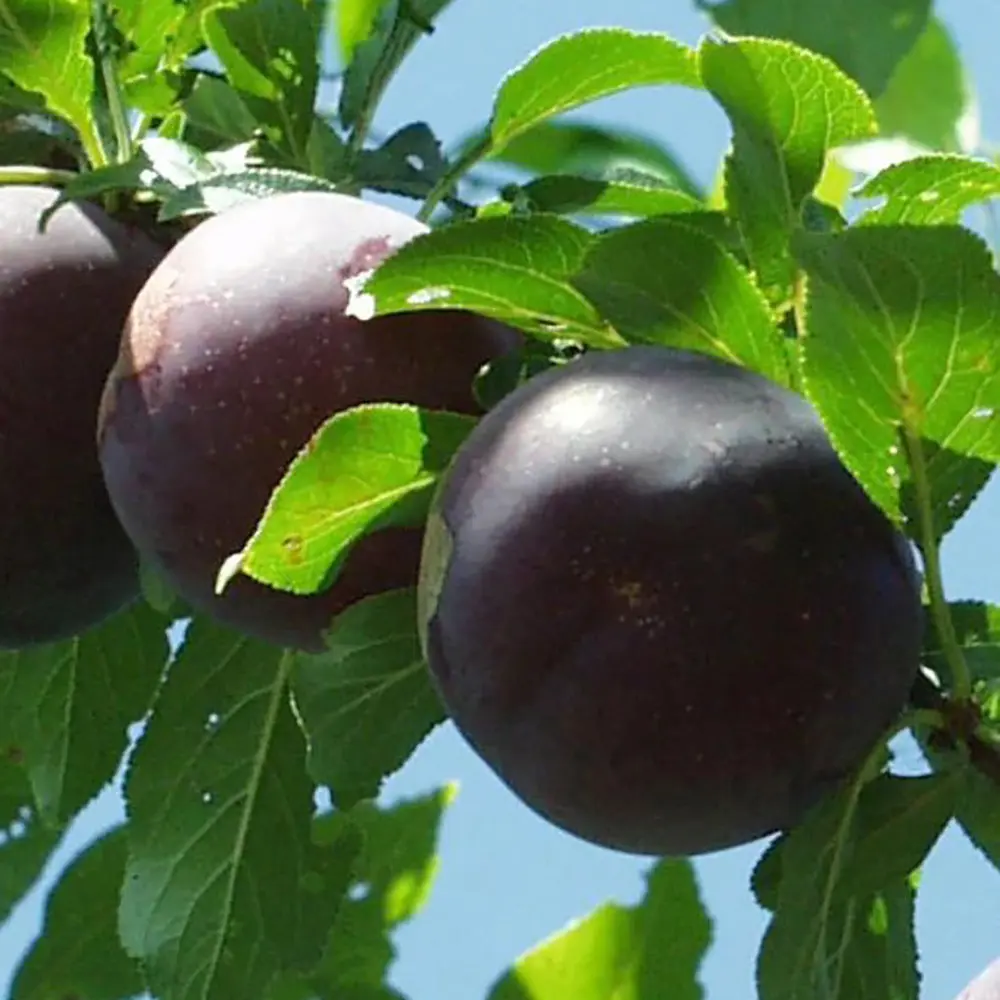 Prun Obilnaja (Prunus Domestica), cu fructe dulci mov-violet, 2 pe rod