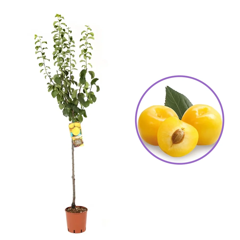Prun Regina Claudia Gialla (Prunus Domestica), cu fructe dulci galbene, 2 pe rod