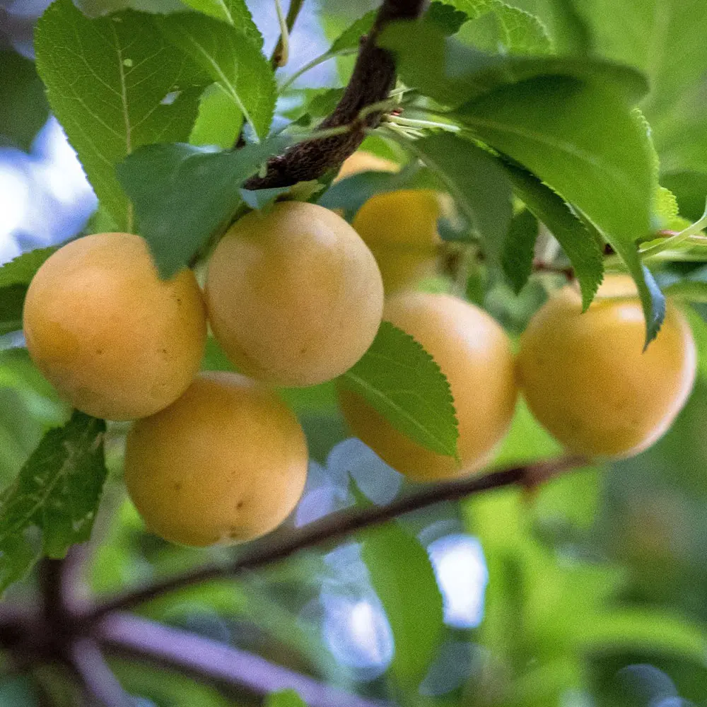 Prun Regina Claudia Gialla (Prunus Domestica), cu fructe dulci galbene, 2 pe rod