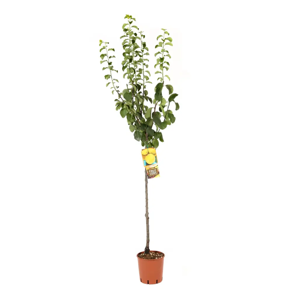 Prun Regina Claudia Gialla (Prunus Domestica), cu fructe dulci galbene, 2 pe rod