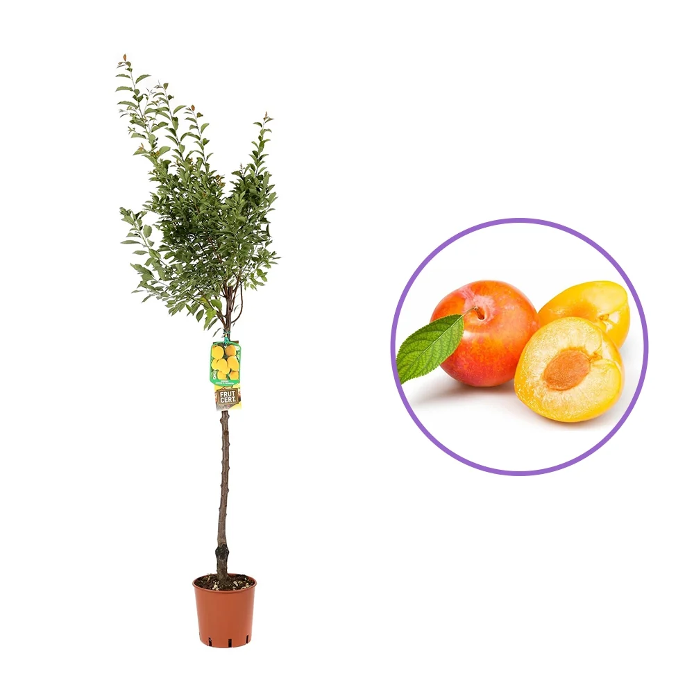 Prun Sorriso Di Primavera (Prunus Domestica), cu fructe dulci galbene-rosiatice, 2 pe rod