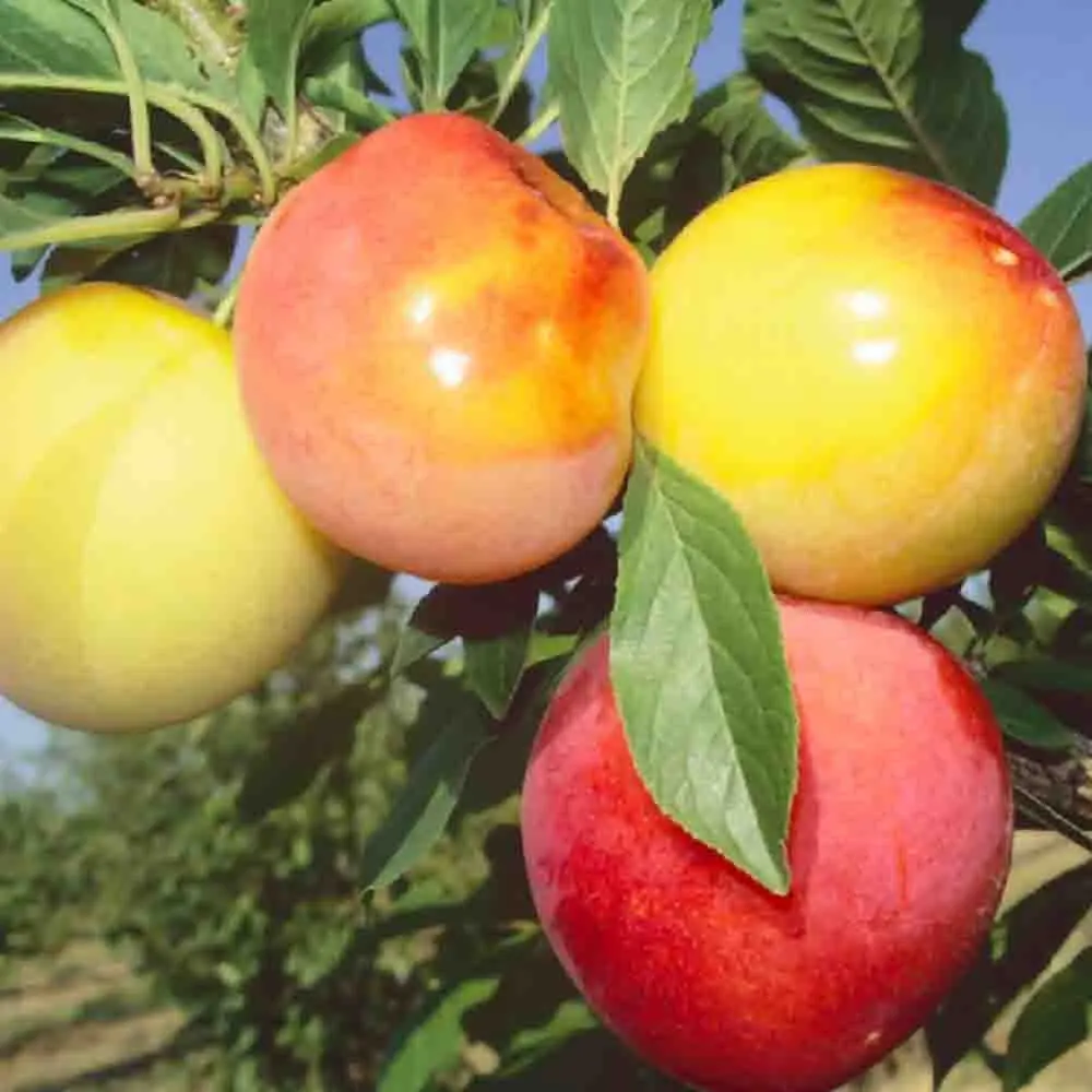 Prun Sorriso Di Primavera (Prunus Domestica), cu fructe dulci galbene-rosiatice, 2 pe rod