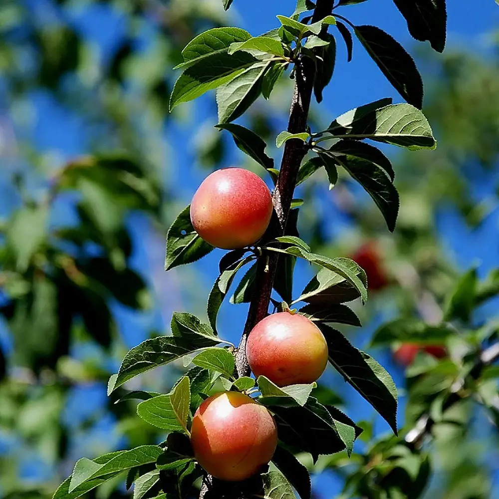 Prun Sorriso Di Primavera (Prunus Domestica), cu fructe dulci galbene-rosiatice, 2 pe rod