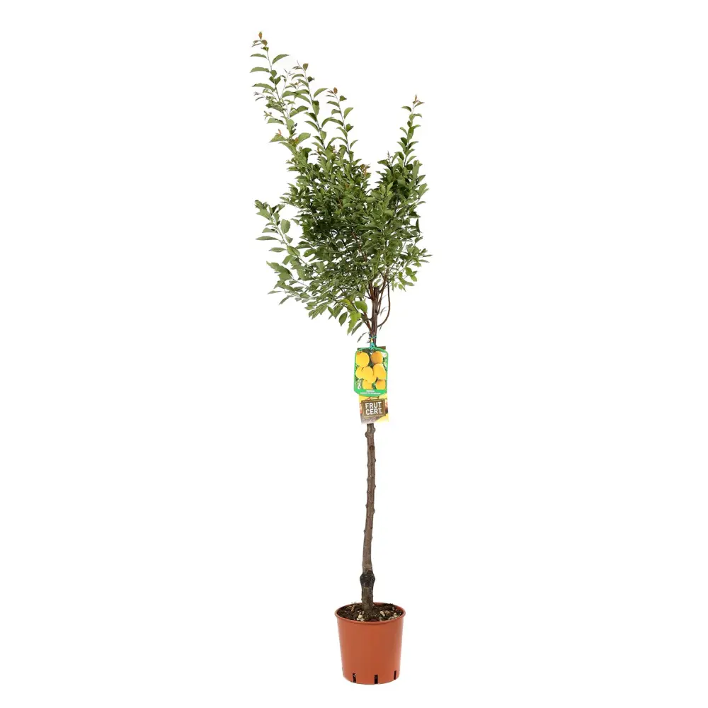 Prun Sorriso Di Primavera (Prunus Domestica), cu fructe dulci galbene-rosiatice, 2 pe rod
