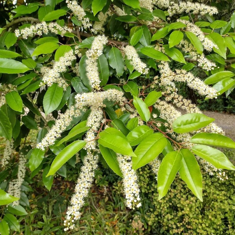 Prunus lusitanica 'Angustifolia' (evergreen)